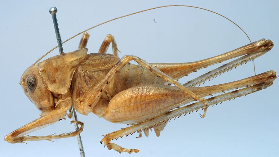 CollectionObject 1517395; 4add1cf1-8a2a-41e2-9d22-c03474dfc35e: male, lateral view (holotype). (CollectionObject).