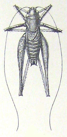 Scotodrymadusa syriaca (Pictet, 1888): Pl. 1, Fig. 2. male, dorsal view (Scotodrymadusa anatolica). (Otu).
