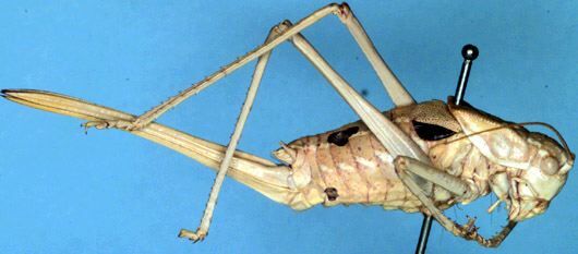 CollectionObject 1522388; 296006eb-cdd4-46fd-aa99-6aa9ec349c45: female (holotype). (CollectionObject).