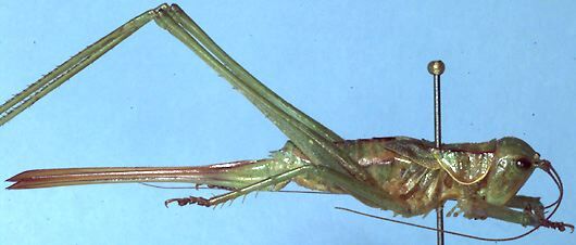 Chlorodectes ligaenus Rentz, 1985: female (paratype). (Otu).