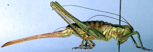 Chlorodectes montanus Rentz, 1985: female (paratype). (Otu).