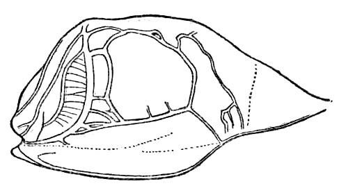 Cyrtophyllicus chlorum Hebard, 1908: Fig. 2. male tympanum. (Otu).