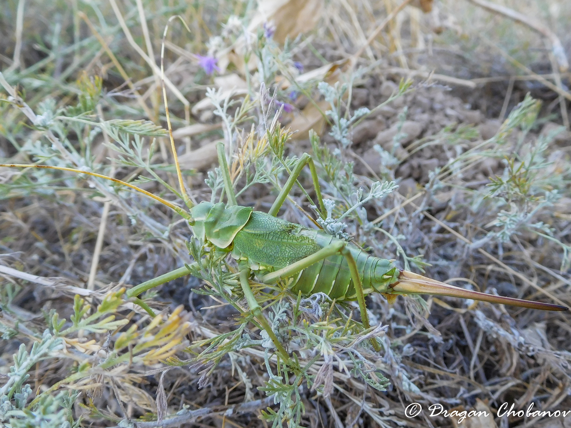 CollectionObject 1578707; 926e4165-fee2-4fb0-8d7c-e4adbca606e9: female. (CollectionObject).