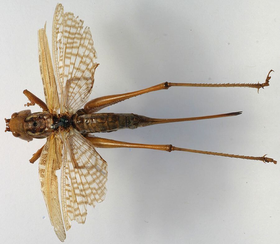CollectionObject 1517118; cd33a19b-26ca-4df1-9f8c-b00ded2c8be2: female, lateral view (holotype). (CollectionObject).