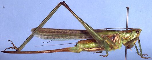 Metaballus mucronatus Rentz, 1985: female, lateral view (paratype). (Otu).