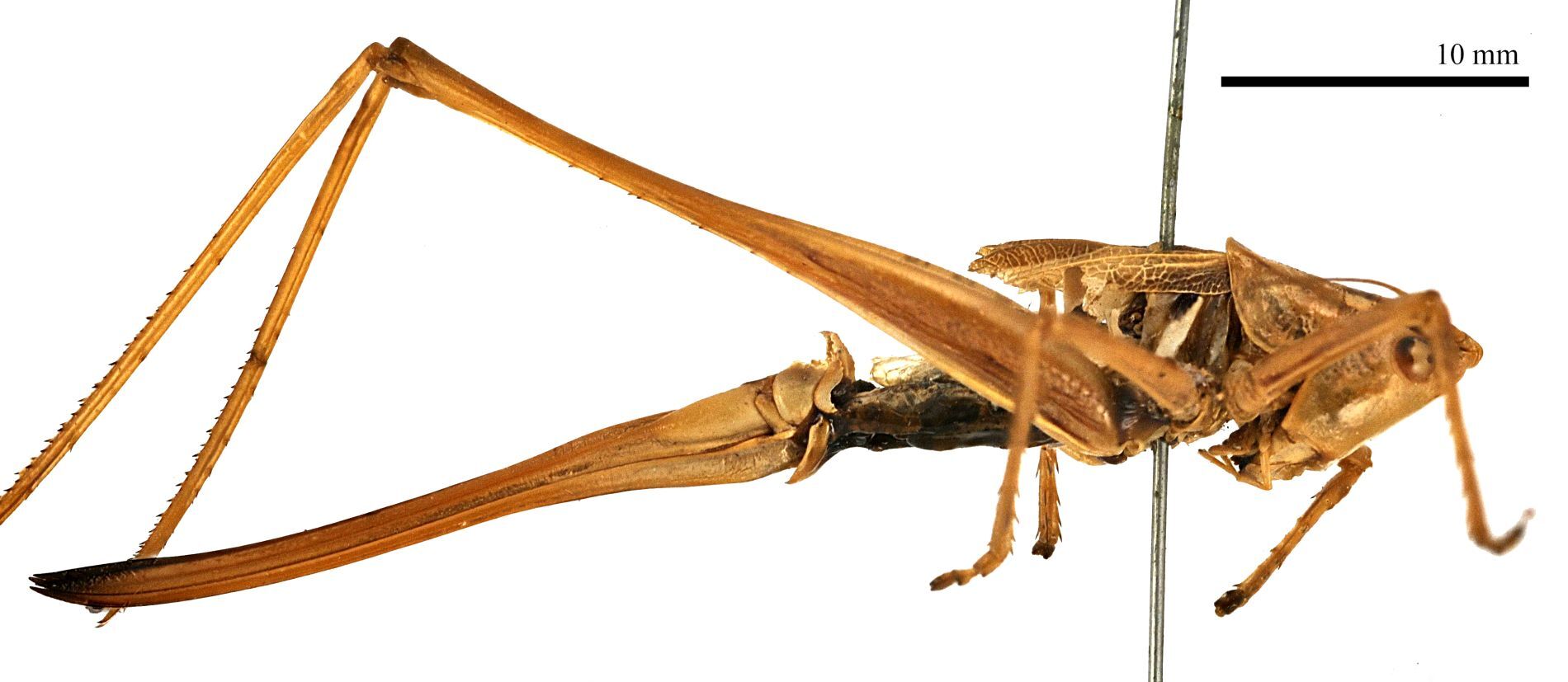 CollectionObject 1532052; 166456d0-5cac-48ff-9f5a-373543df2fa6: female, ventral view (lectotype). (CollectionObject).