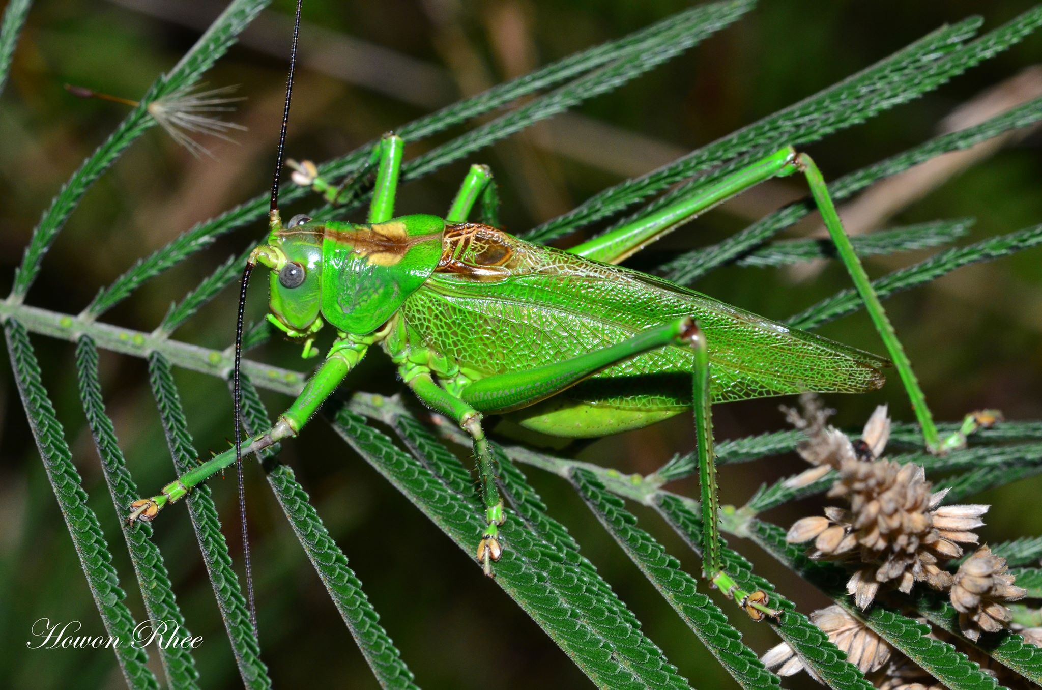 Psalmatophanes barretoi Chopard, 1938: male (Madeira, 5 August 2019). (Otu).