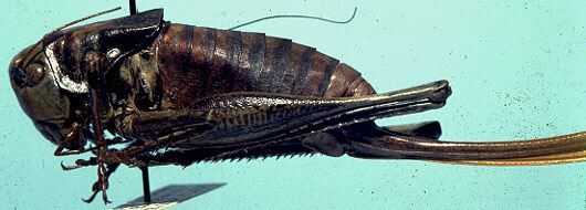 Anabrus spokan Rehn & Hebard, 1920: female (allotype). (Otu).