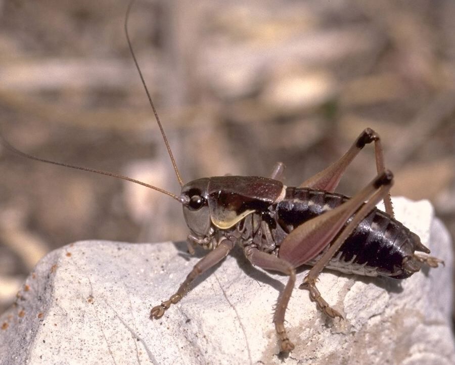 Anonconotus sibyllinus Galvagni, 2002: A. sibyllinus (F. Buzzetti pers. comm. 2015). male, lateral view. (Otu).