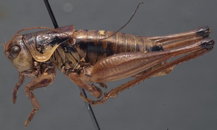 CollectionObject 1505806; 8ce270e5-28e5-47b8-927e-a490536a81f4: male, lateral view (holotype). (CollectionObject).