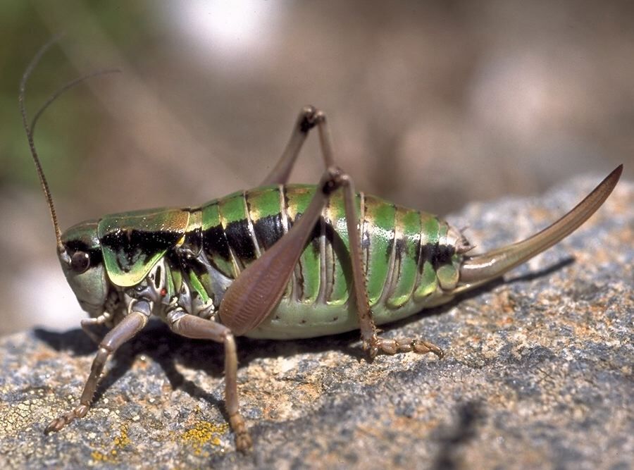 Anonconotus occidentalis Carron & Wermeille, 2002: female, lateral view (possibly a type). (Otu).