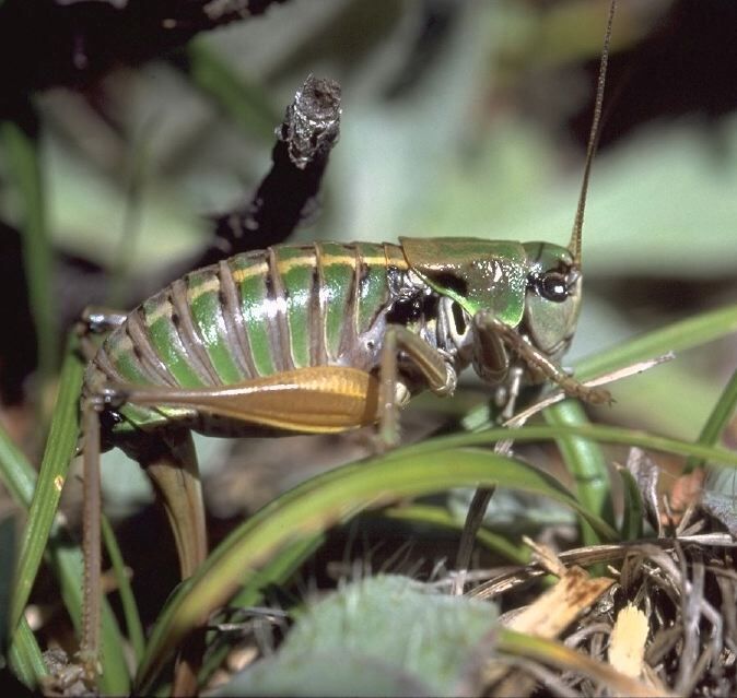 Anonconotus pusillus Carron & Sardet, 2002: female ovipositing (possibly a type). (Otu).