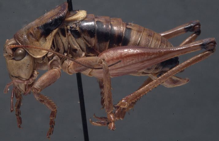 CollectionObject 1505807; 1c87da3a-cb5c-49bd-a912-652743fc2ed7: male, lateral view (holotype). (CollectionObject).