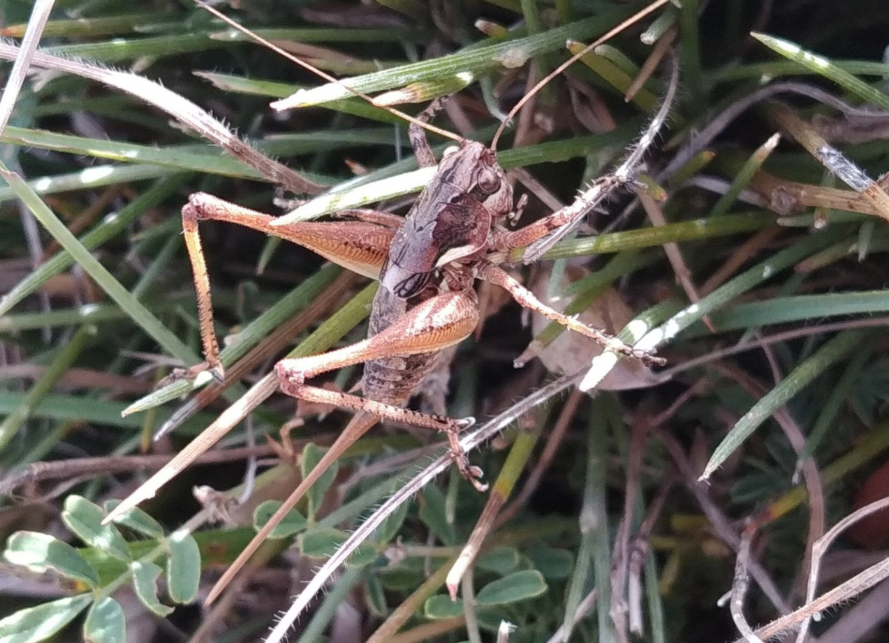 Antaxius (Chopardius) kraussii (Bolívar, 1878): female (Jaén, Siles). (Otu).