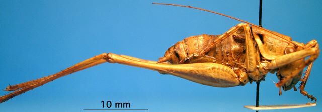 CollectionObject 1530692; 79b45d45-274b-4d62-a91a-a5e1603260d9, DORSA STantbeiHTM: male, lateral view (holotype). (CollectionObject).