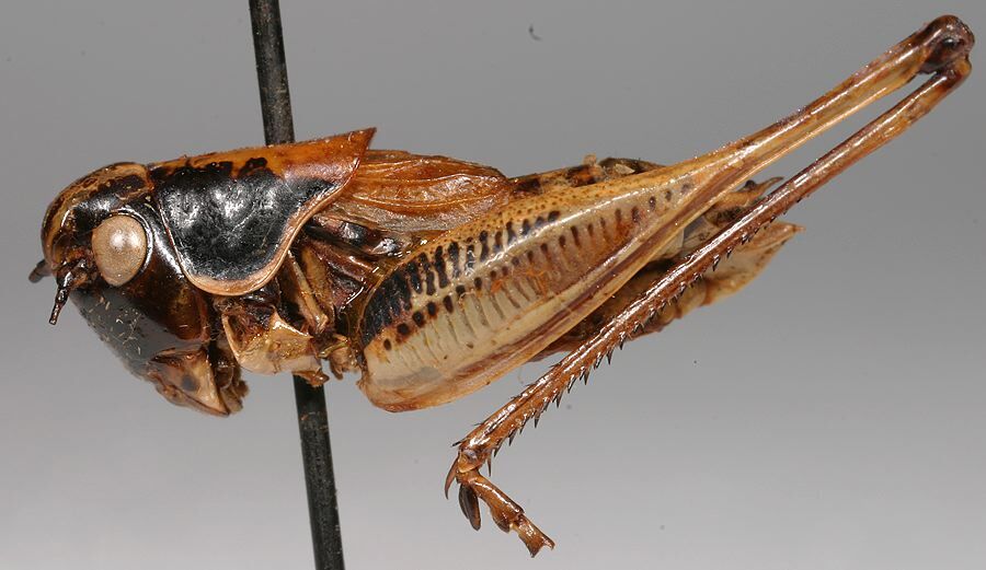 CollectionObject 1517121; b07f54e8-cb80-40a9-a257-5e3b685e7e38: male, lateral view (holotype). (CollectionObject).