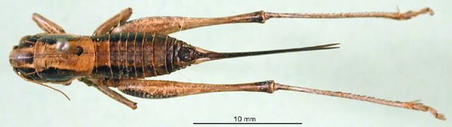 CollectionObject 1500451; ebf5f54a-4bb5-4caf-9fdf-ee58b6e7a36d, DORSA BTantakdHTF: female, dorsal view (holotype of Anterastes akdaghensis). (CollectionObject).