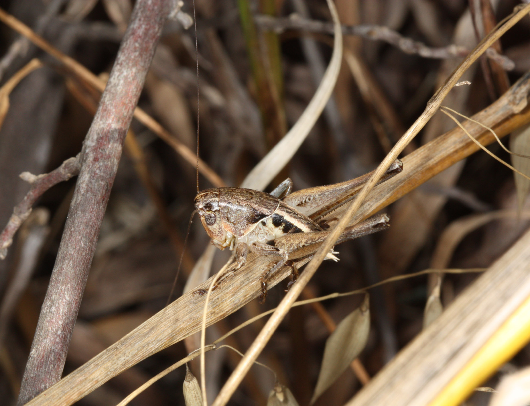 CollectionObject 1479756; 61086f6d-d25b-4451-8916-f2819b1cba7e: male nymph. (CollectionObject).