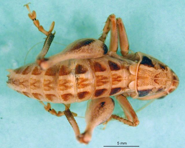 CollectionObject 1502126; 894cea57-2587-4ab2-8e1b-efd7126c26b8: male, dorsal view (type). (CollectionObject).