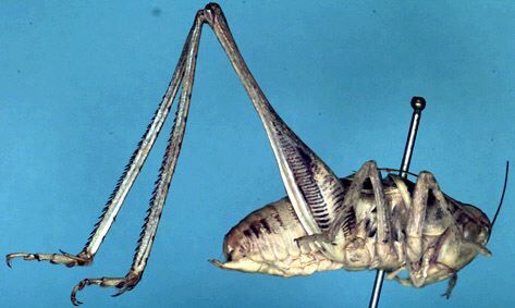 CollectionObject 1522411; 3dd4c179-3ca2-4235-992a-46025e46ca6e: male (holotype). (CollectionObject).