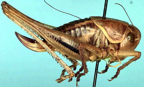 Decticita balli Hebard, 1939: female, lateral view (allotype). (Otu).