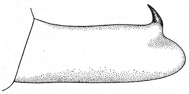 Decticita brevicauda (Caudell, 1907): Fig. 9 (specimen from Monte Diablo, CA). male cercus. (Otu).