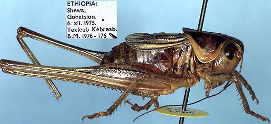 Decticoides brevipennis Ragge, 1977: male (paratype). (Otu).