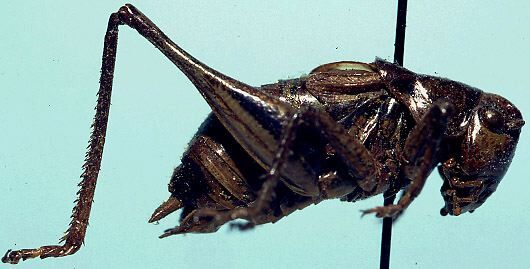 Idiostatus fuscus Caudell, 1934: male (holotype). (Otu).