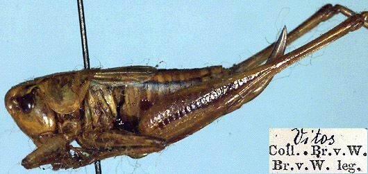 Broughtonia arnoldi (Ramme, 1933): female, lateral view (paratype). (Otu).