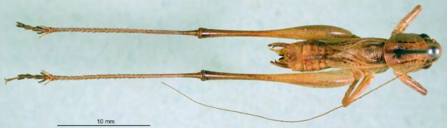 CollectionObject 1500254; 4fd7be50-eecd-4957-a7eb-fed870a84ec5: male, dorsal view (syntype). (CollectionObject).