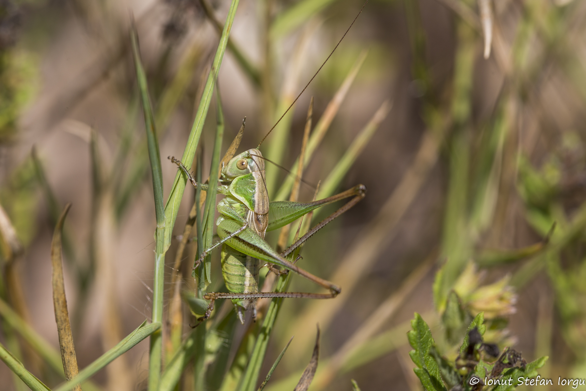 CollectionObject 1578858; c9b349e4-4928-48c5-9a97-b9eb779d5be7: male (RO: Dumbraveni). (CollectionObject).
