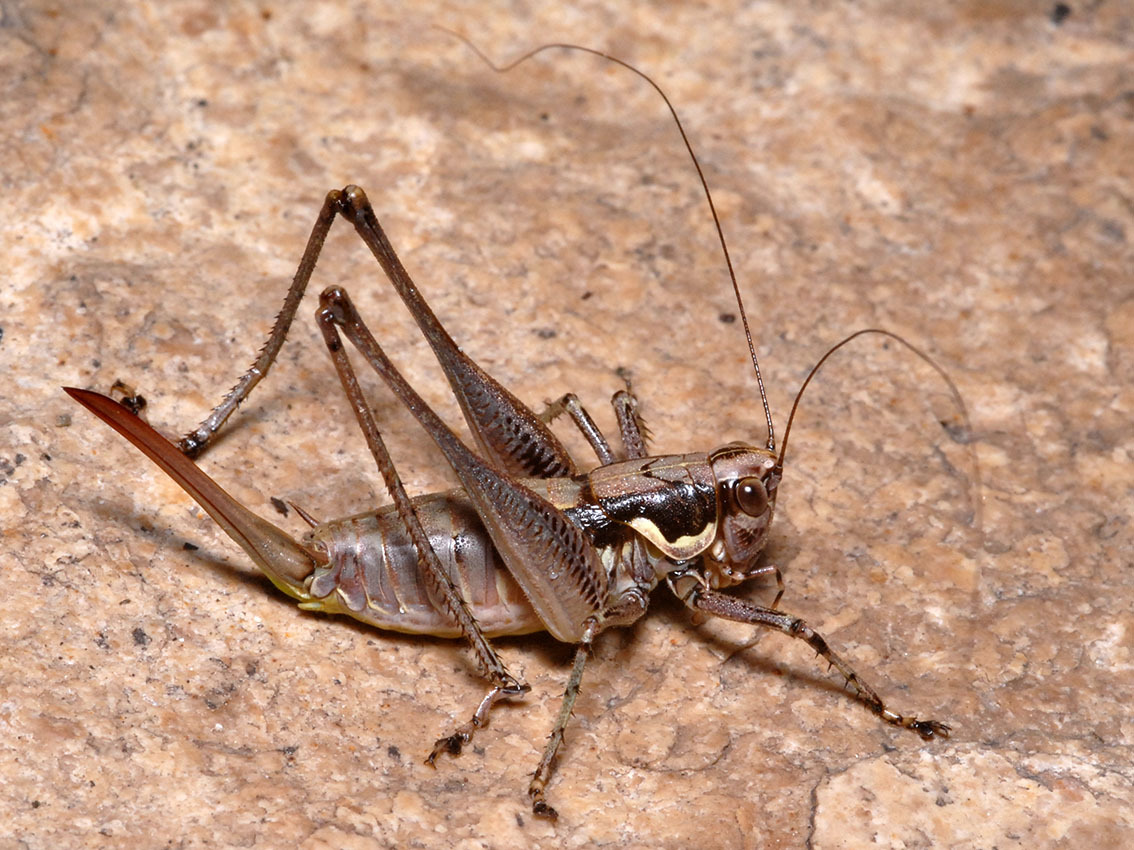 CollectionObject 1574140; 5b7dbd88-b429-4d04-b52e-4eb4fa2f0583: female (Bosnia-Herzegovina, Orjen Mts). (CollectionObject).
