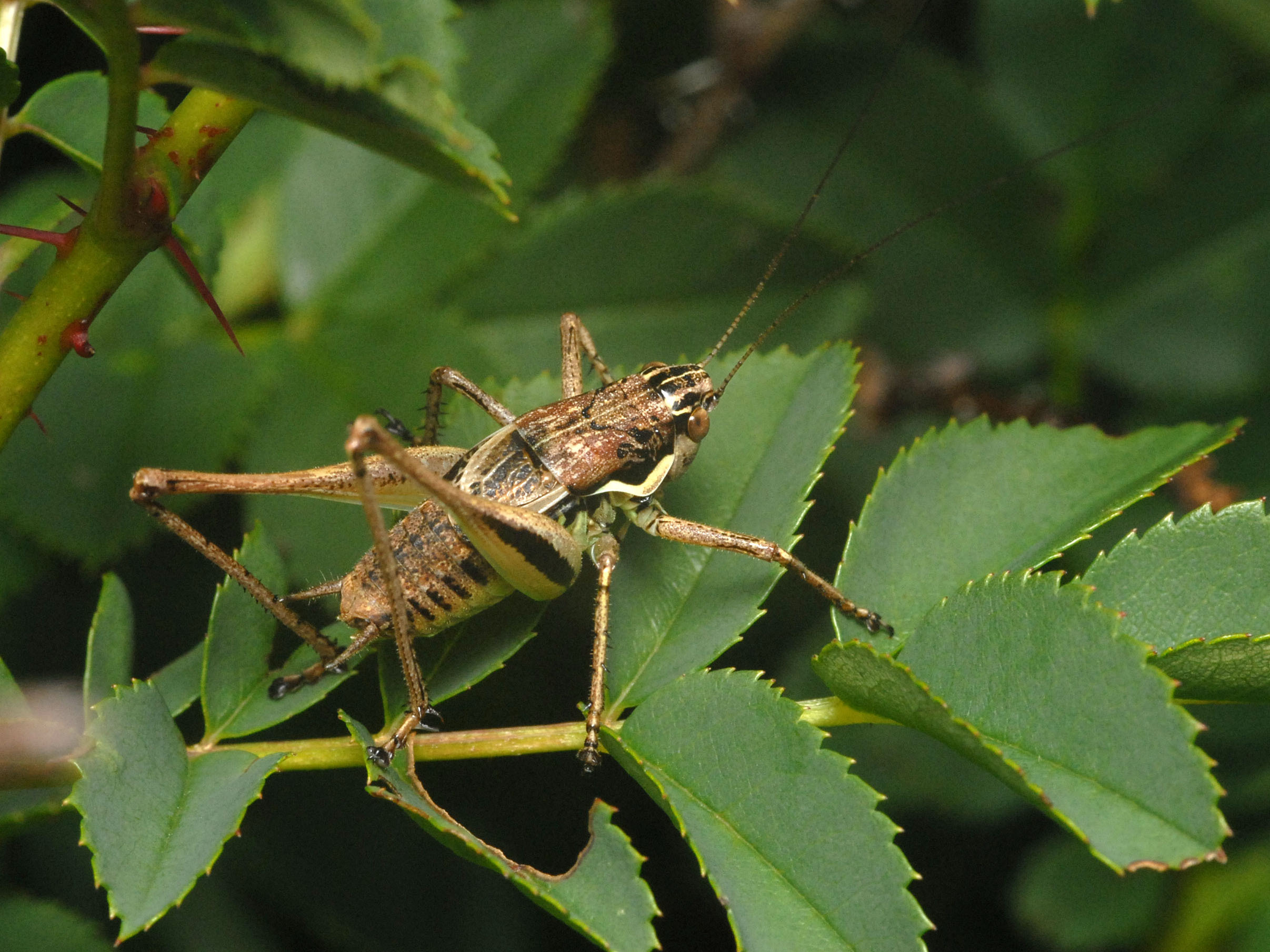 CollectionObject 1577515; 4ad4266b-40dc-411e-8d23-1084f6fbdbe5: male (Bosnia and Herzegovina, Cincar Mts – topotype). (CollectionObject).