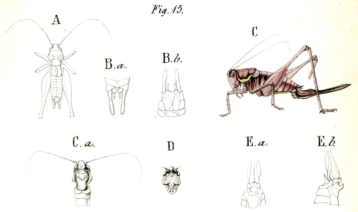 Pachytrachis gracilis (Brunner von Wattenwyl, 1861): Pl. 14, Fig. 15. A male, B male abdomen tip (a dorsal, b ventral), C female, D head, E female abomen tip (a ventral, b lateral). (Otu).