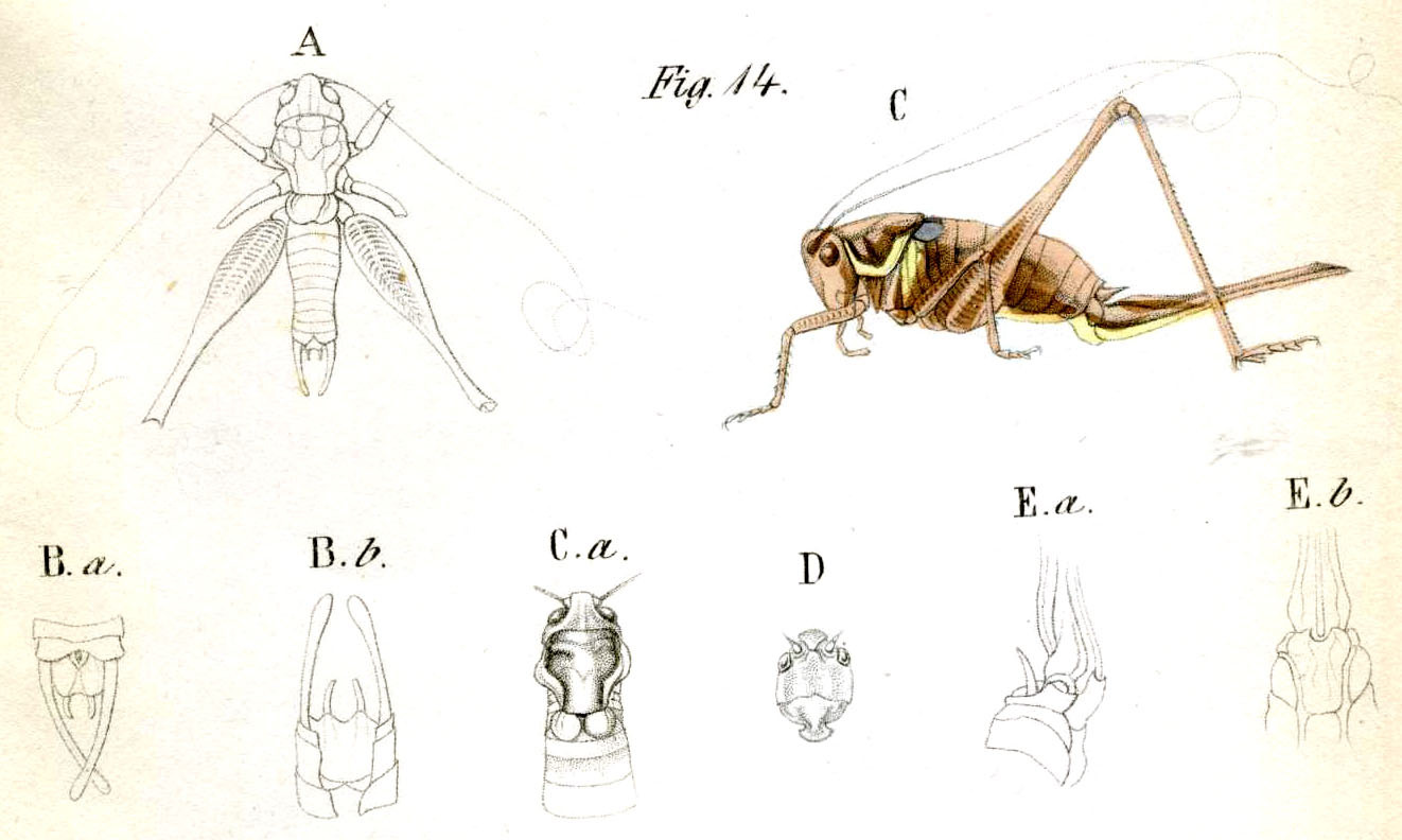 Pachytrachis striolatus (Fieber, 1853): Pl. 13, Fig. 14. A male dorsal (pronotum length 6 mm), B male abdomen tip (a dorsal, b ventral), C female (pronotum 6.5 mm, ovipositor 20 mm), F female head, E female abdomen tip (a lateral, b ventral). (Otu).