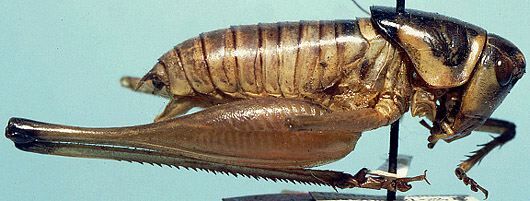 CollectionObject 1522440; 19263afe-eaa8-477f-9b75-ff7d65657058: male, lateral view (holotype). (CollectionObject).