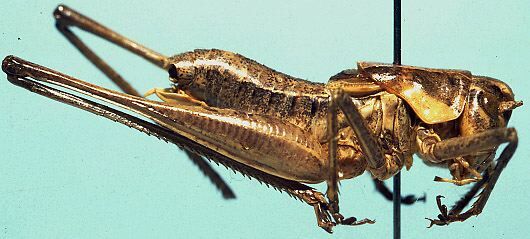 Pediodectes nigromarginatus griseis (Caudell, 1907): male, lateral view (syntype). (Otu).