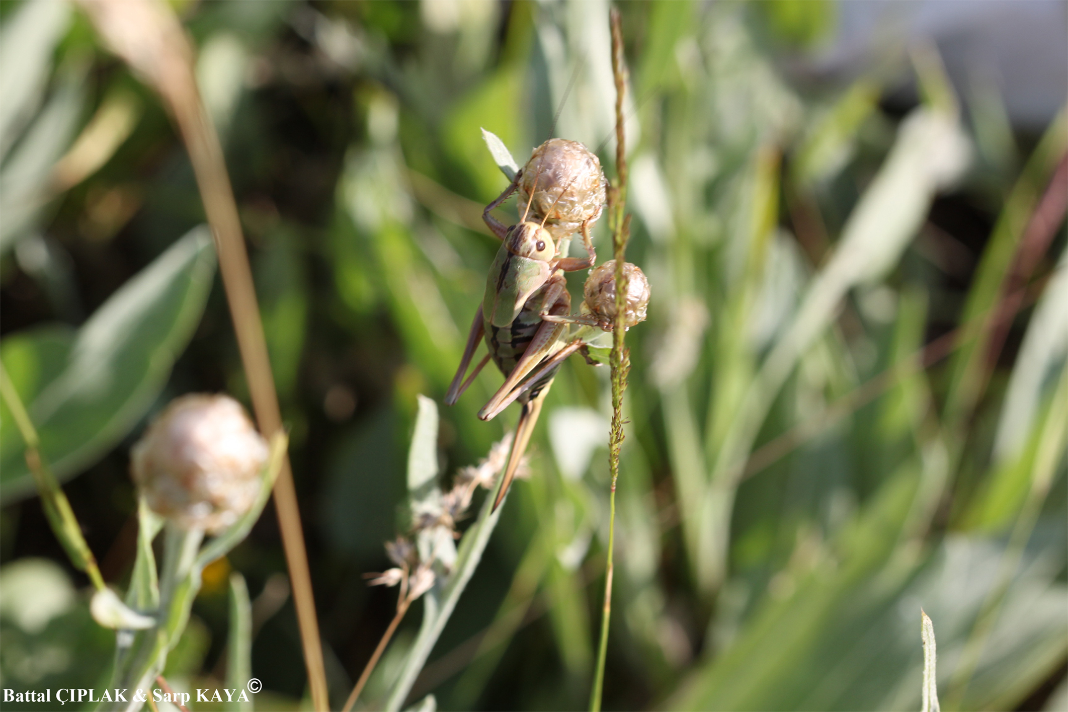 Psorodonotus caucasicus (Fischer von Waldheim, 1846): female. (Otu).