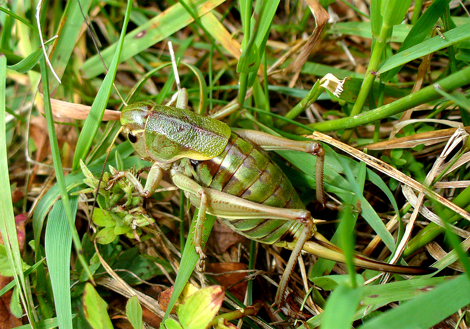Psorodonotus fieberi (Frivaldszky, 1853): female. (Otu).