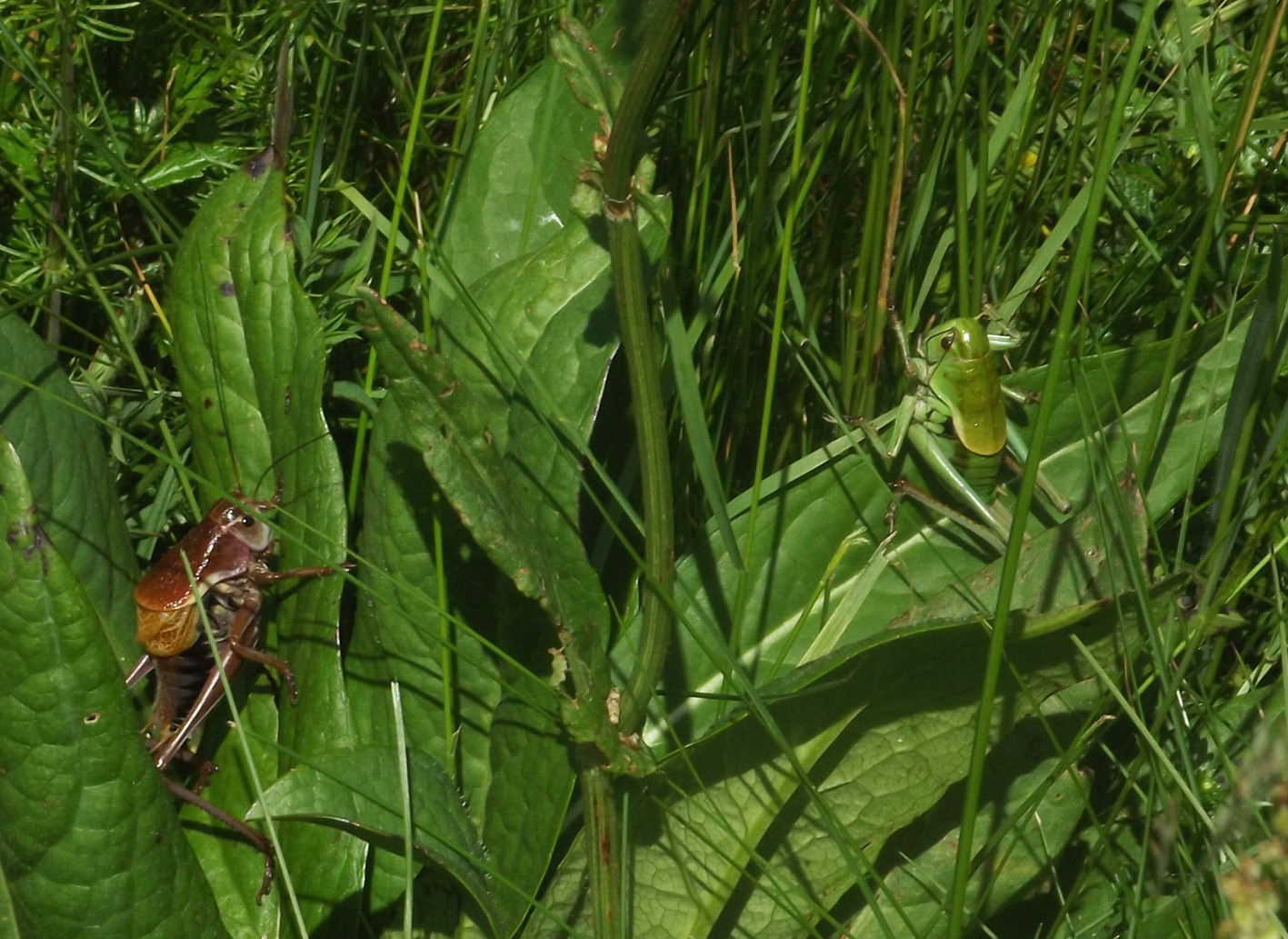 Psorodonotus illyricus Ebner, 1923: male and female (Dinaric Alps, Ljubina Poljana, 1090 m). (Otu).
