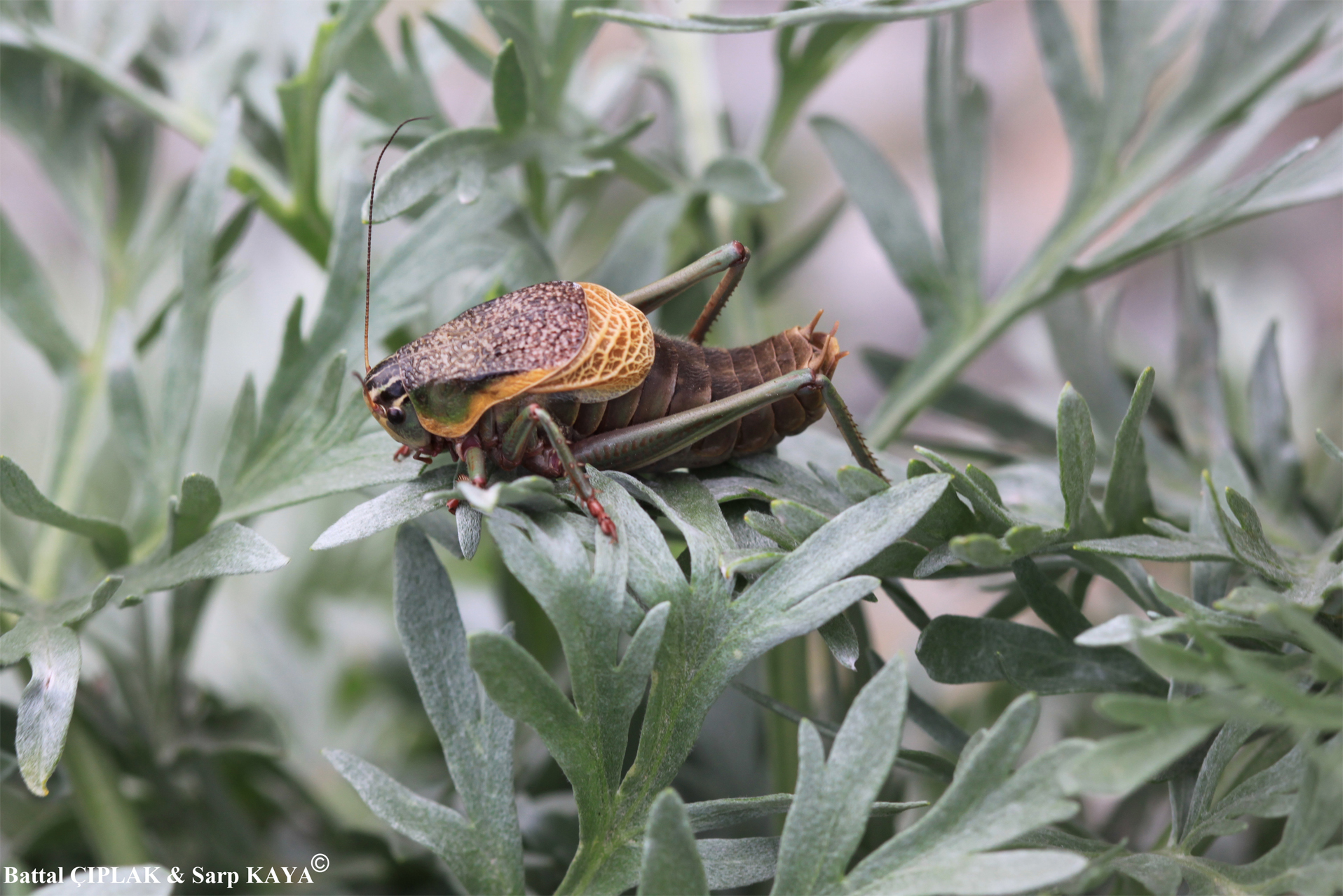 Psorodonotus venosus (Fischer von Waldheim, 1839): male. (Otu).