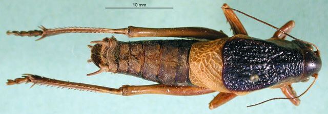 CollectionObject 1528200; 4a07fc95-bd8e-4106-a0ff-59778dd299a8: male, dorsal view (syntype). (CollectionObject).