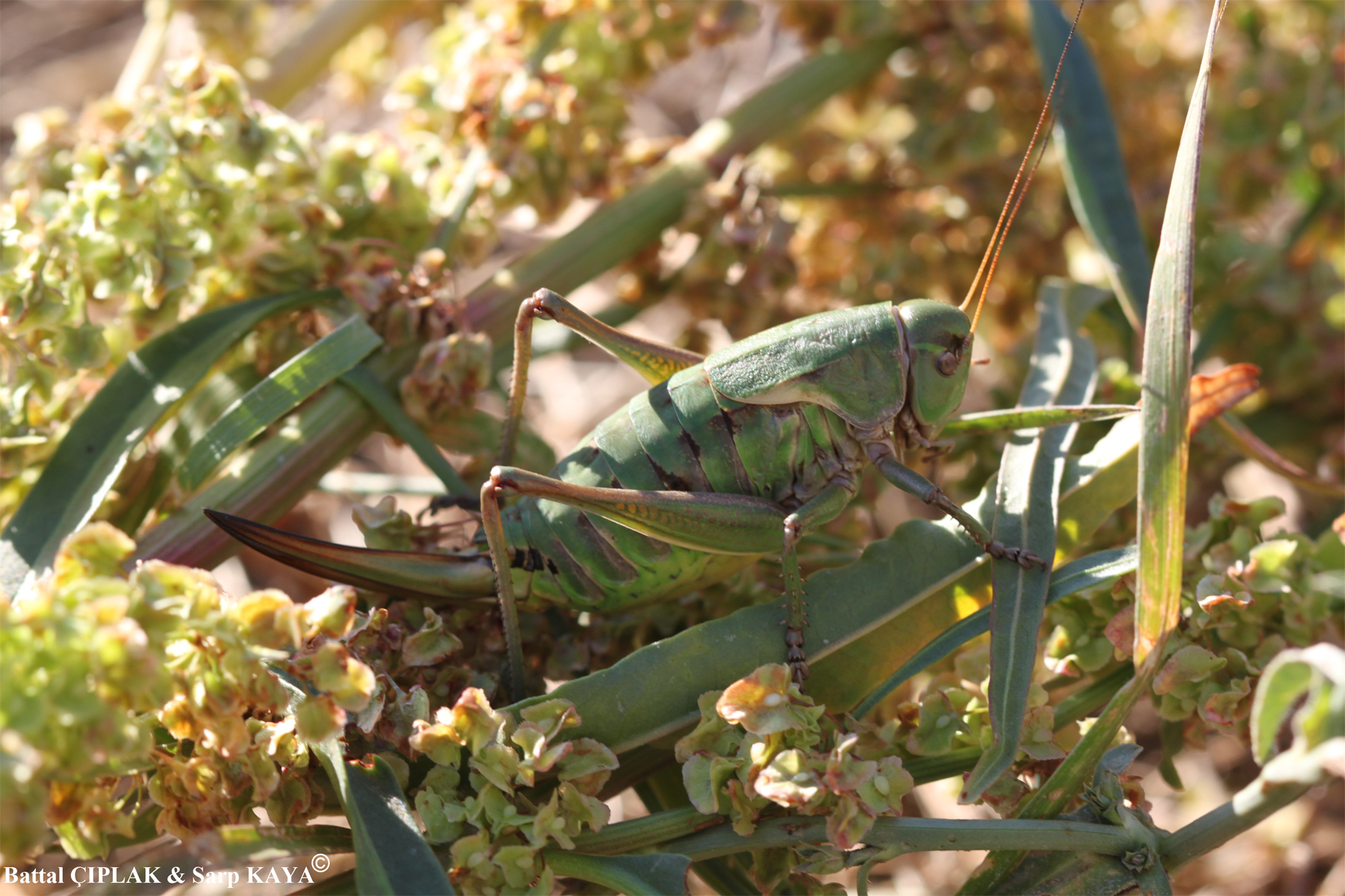 Psorodonotus ebneri Karabag, 1952: female. (Otu).
