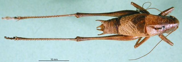 CollectionObject 1500563; f2dd6ff2-e46d-42c2-980c-e7ea3df250fa, DORSA BTpsoineS01: male, dorsal view (holotype of Psorodonotus inermis). (CollectionObject).