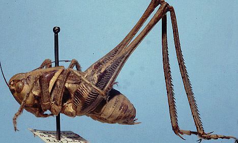 Steiroxys borealis Scudder, 1894: male, lateral view (lectotype). (Otu).