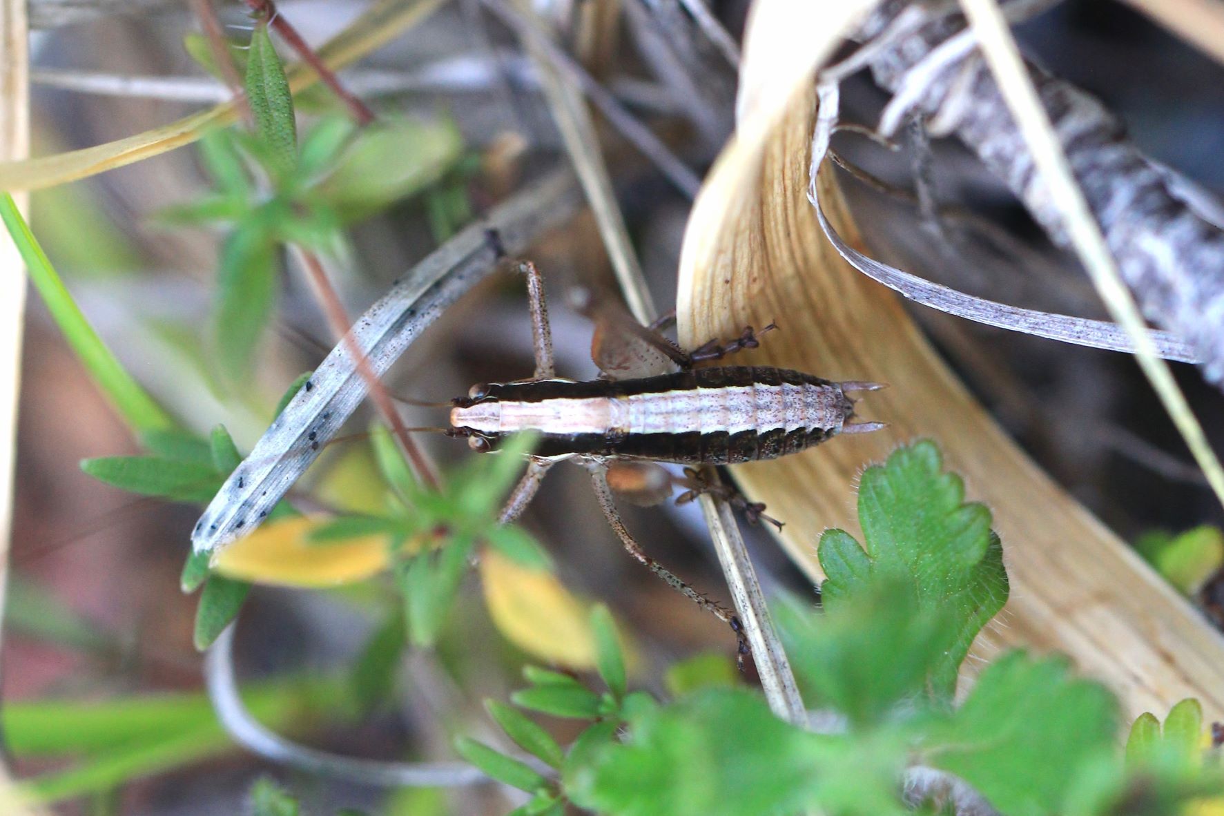 Yersinella raymondii (Yersin, 1860): male in dorsal view (from Croatia, Olib Isl.). (Otu).