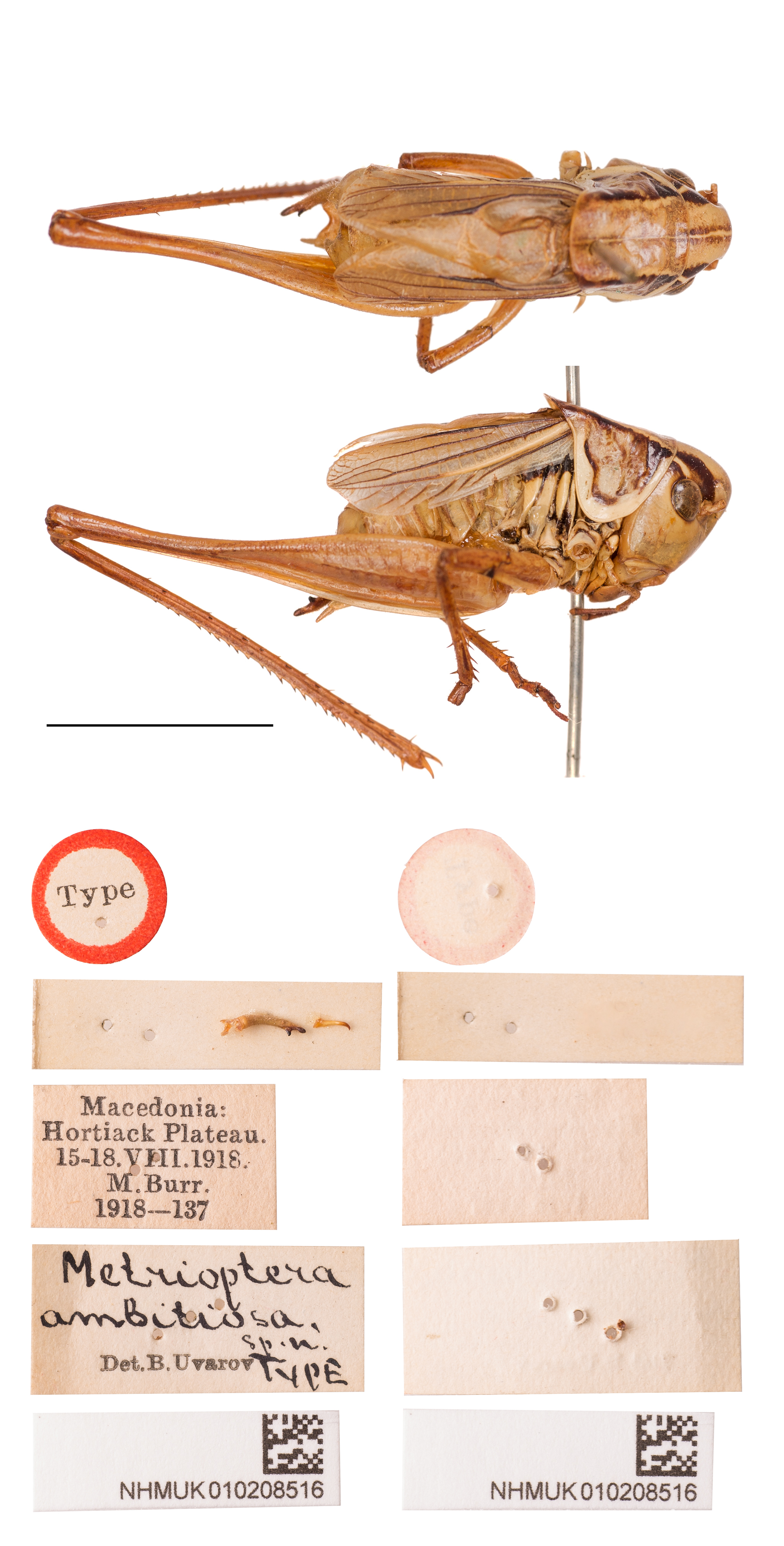 CollectionObject 1517154; 13849835-5a5f-4923-a441-8548046ace41: male, dorsal and lateral view, labels (holotype). (CollectionObject).