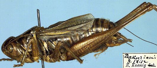 Roeseliana pylnovi (Uvarov, 1924): male, lateral view (paratype). (Otu).