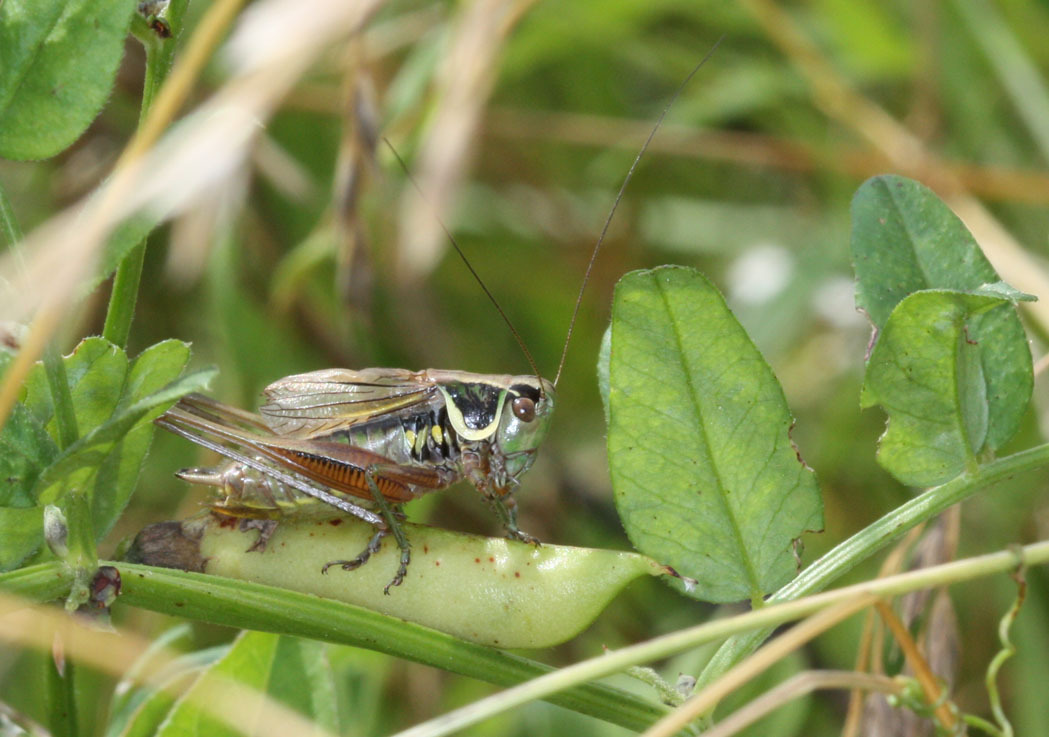 Roeseliana roeselii (Hagenbach, 1822): 28 June 2009. male (Germany, Baden-Württemberg, Eberstadt). (Otu).