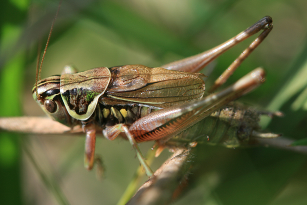 Roeseliana roeselii (Hagenbach, 1822): male (Germany, Middle Franconia, Rinntal). (Otu).